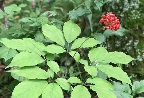 歷史檔案中的延邊人參 從本土瑰寶到西洋參的引進與融合